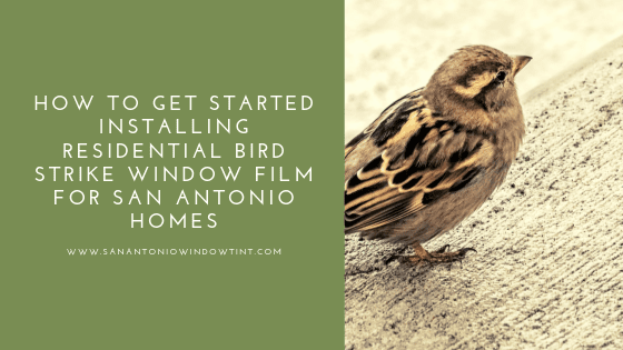 bird strike window film san antonio