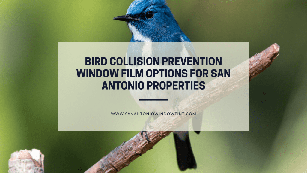 bird collisions prevention window film san antonio